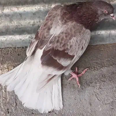 عشقبازان قدیمی|پرنده|کاشان, شهرک صنعتی امیرکبیر ۲|دیوار