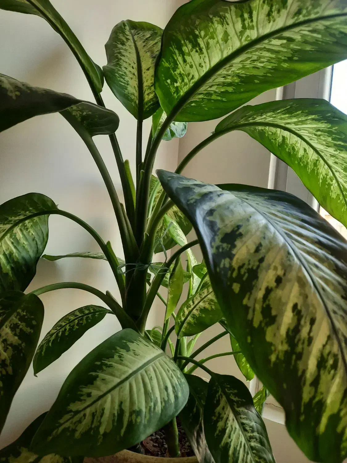 دیفن باخیا زیبا و سرحال|گل و گیاه طبیعی|تهران, دهم فروردین|دیوار