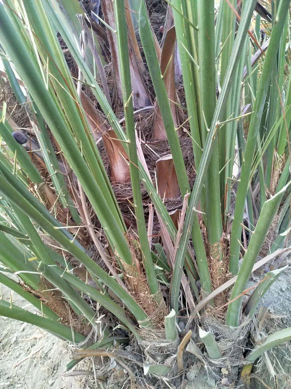 فروش پاجوش کلوته|خدمات باغبانی و درختکاری|کهنوج, |دیوار