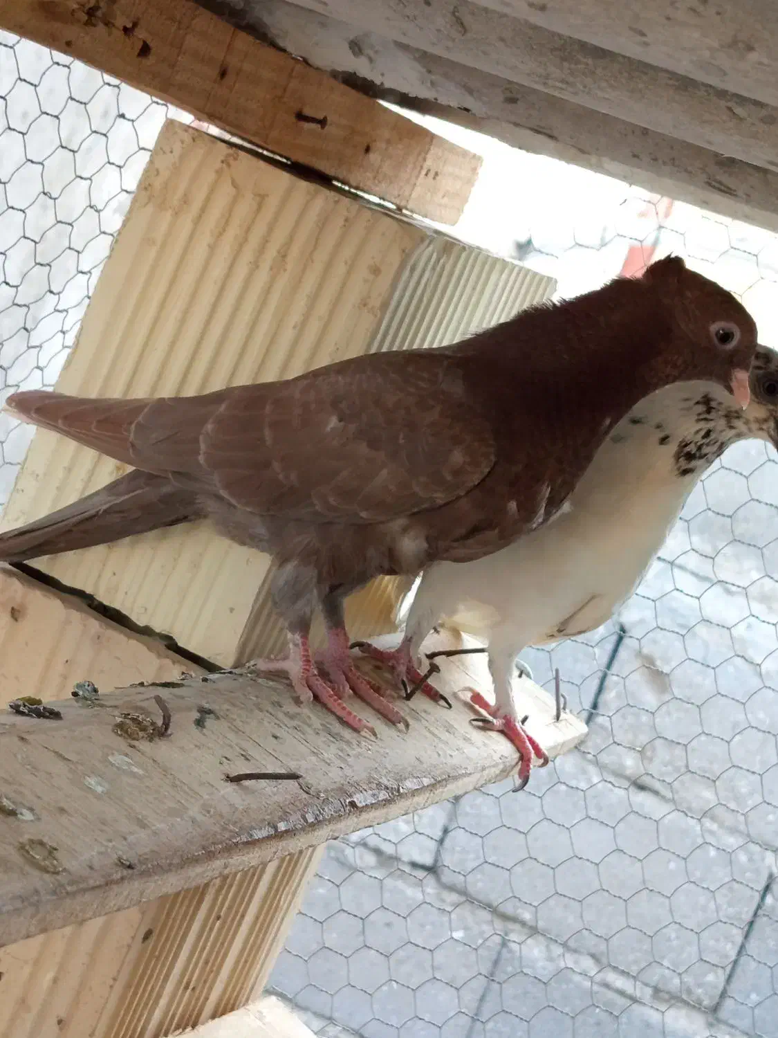 کفتر گره|پرنده|قشم, |دیوار