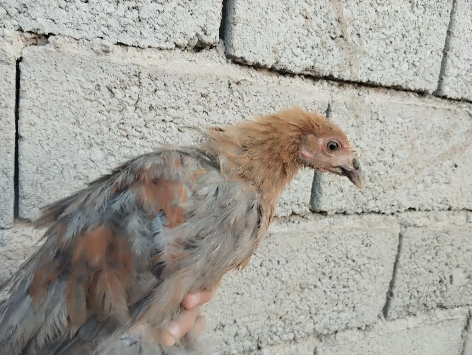 فروش مرغ و خروس و اردک وجوجه|حیوانات مزرعه|خواف, |دیوار