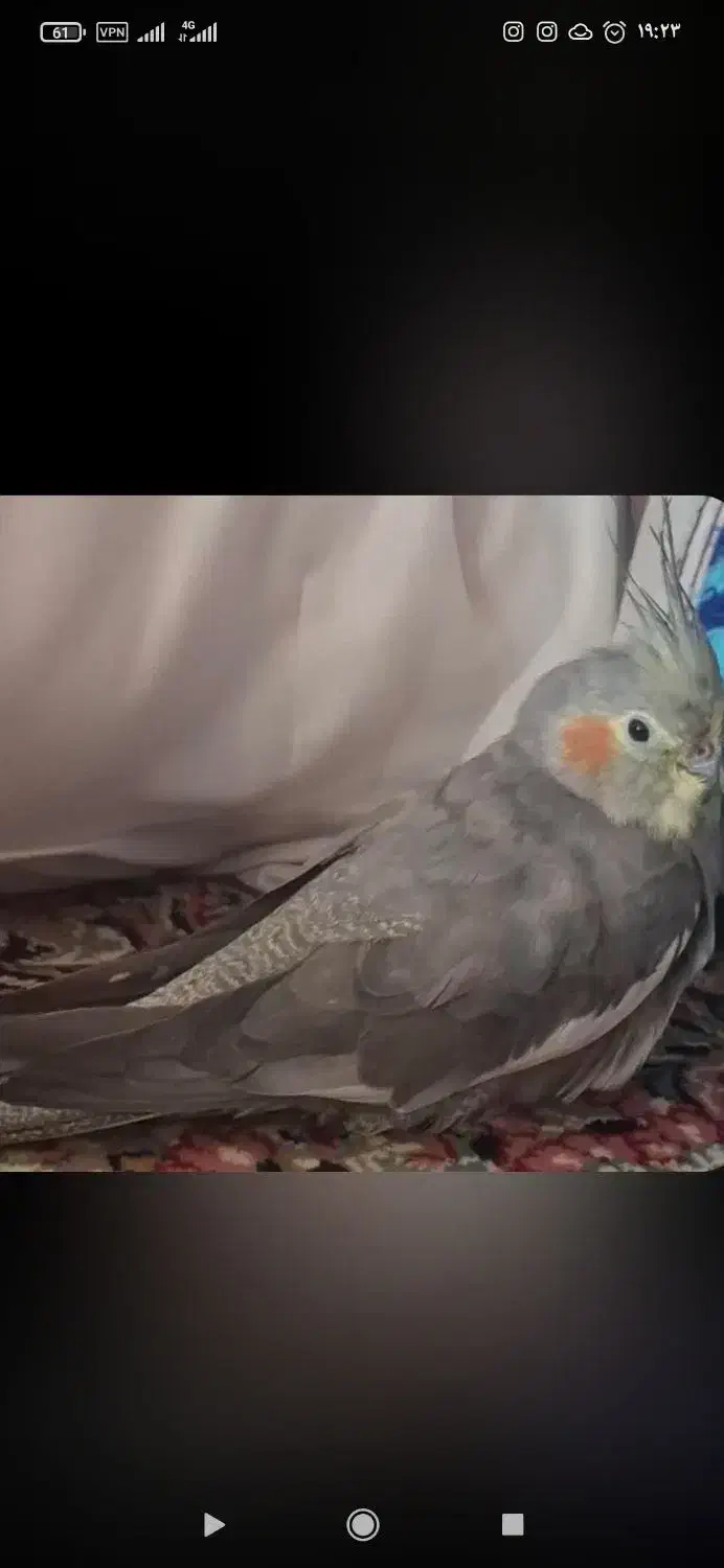 عروس گمشده|پرنده|ابهر, |دیوار