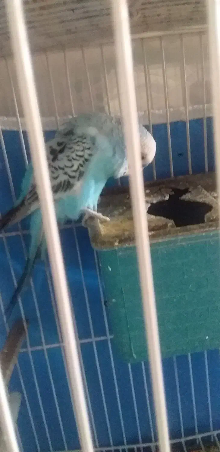 مرغ عشق|پرنده|ایلام, |دیوار