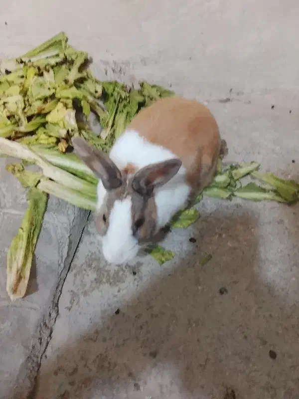 خرگوش سالم|موش و خرگوش|برازجان, |دیوار