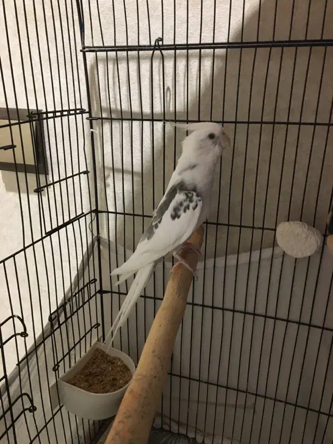 عروس هلندی البینو دو کت نر|پرنده|تهران, منیریه|دیوار