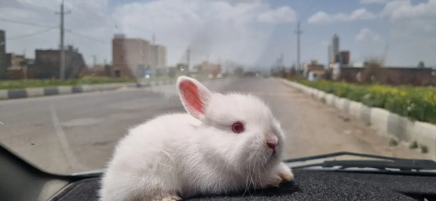 بچه خرگوش|موش و خرگوش|دهگلان, |دیوار