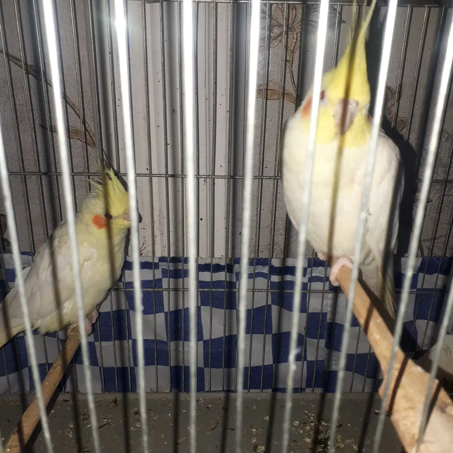 جفت عروس پاریس لوتینو ۳میلیون|پرنده|اهواز, بعثت|دیوار