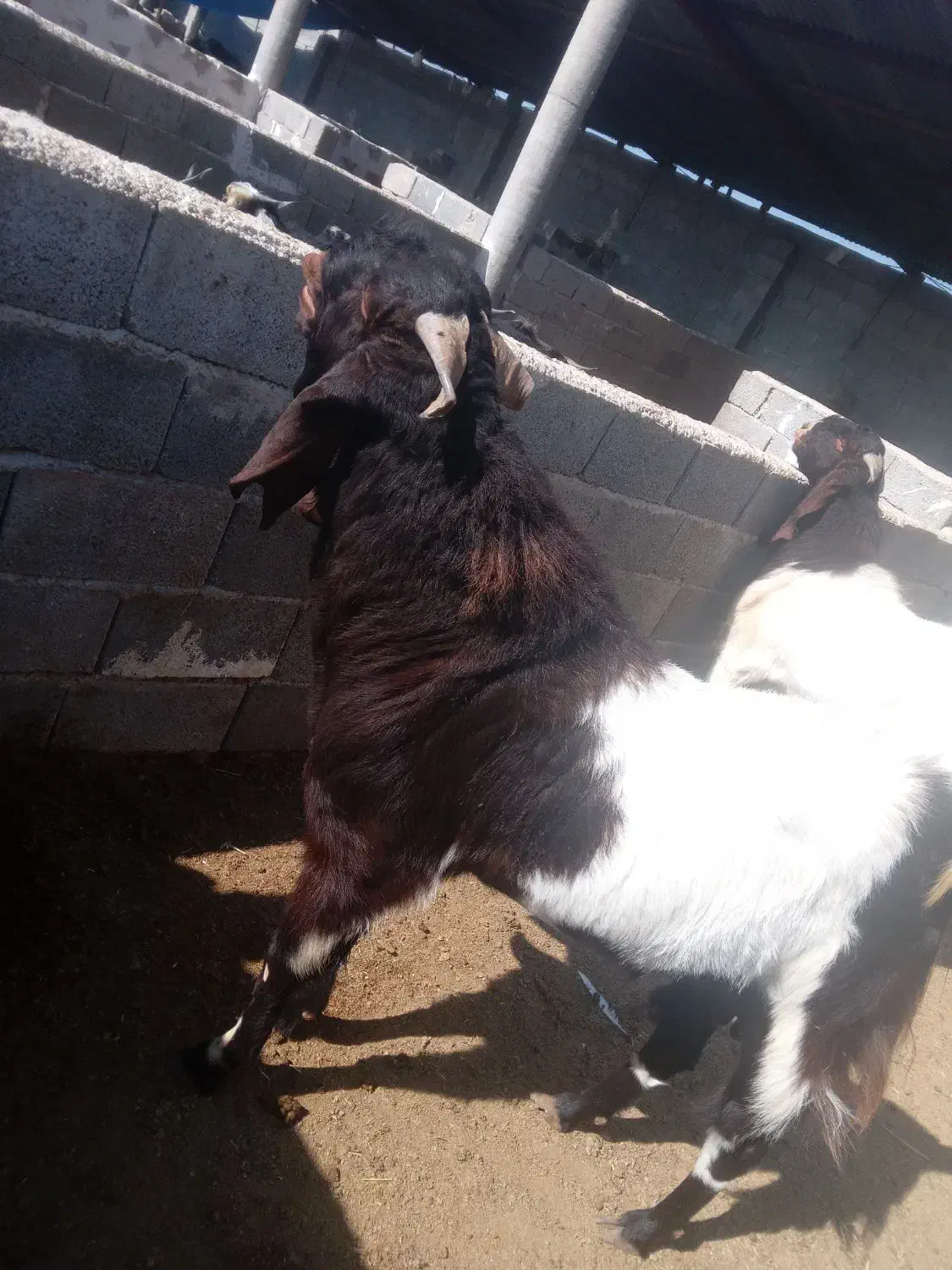 پازن گلابی ۲ ساله|حیوانات مزرعه|سیدان, |دیوار