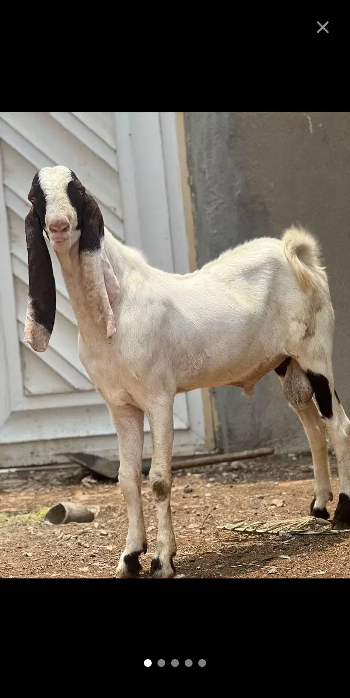 شهرستلن لنده|حیوانات مزرعه|دهدشت, |دیوار