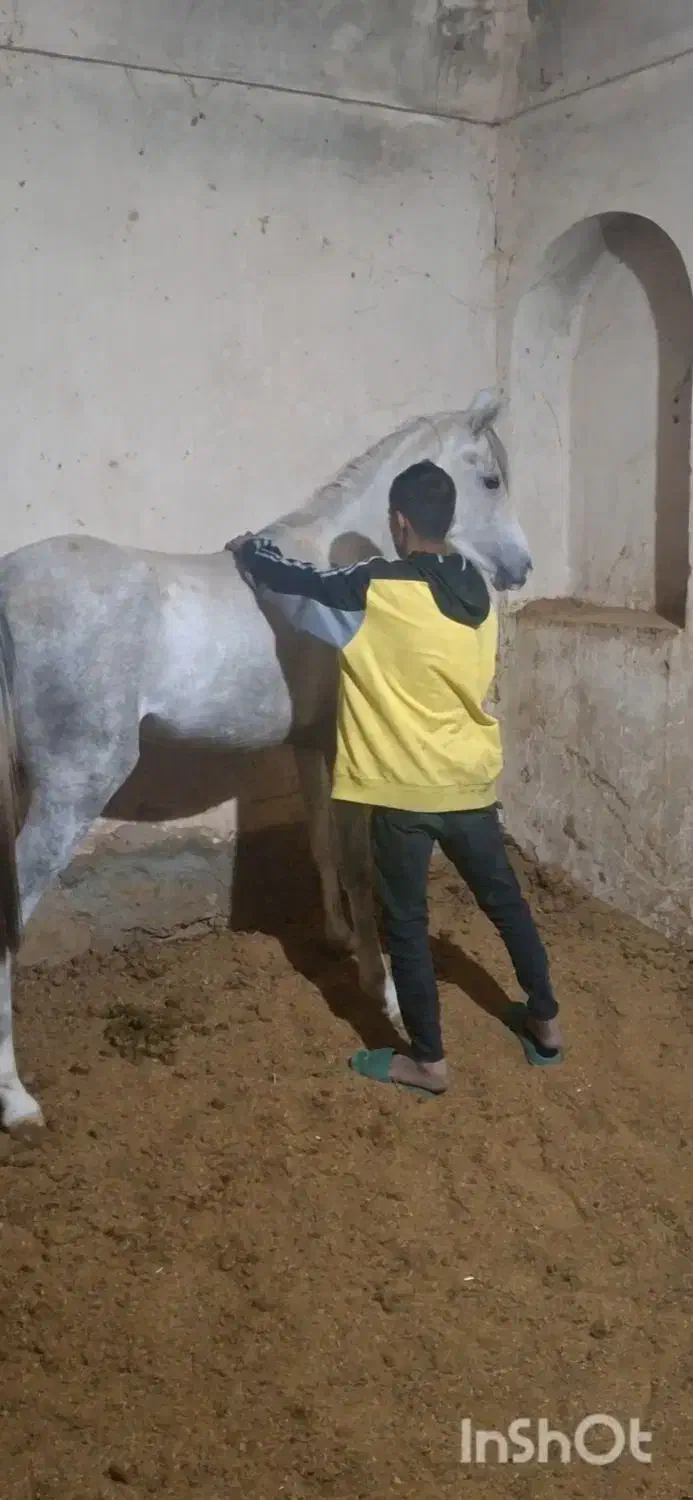 کره مادیون عرب یکسر .توافقی|اسب و تجهیزات اسبسواری|ماهان, |دیوار