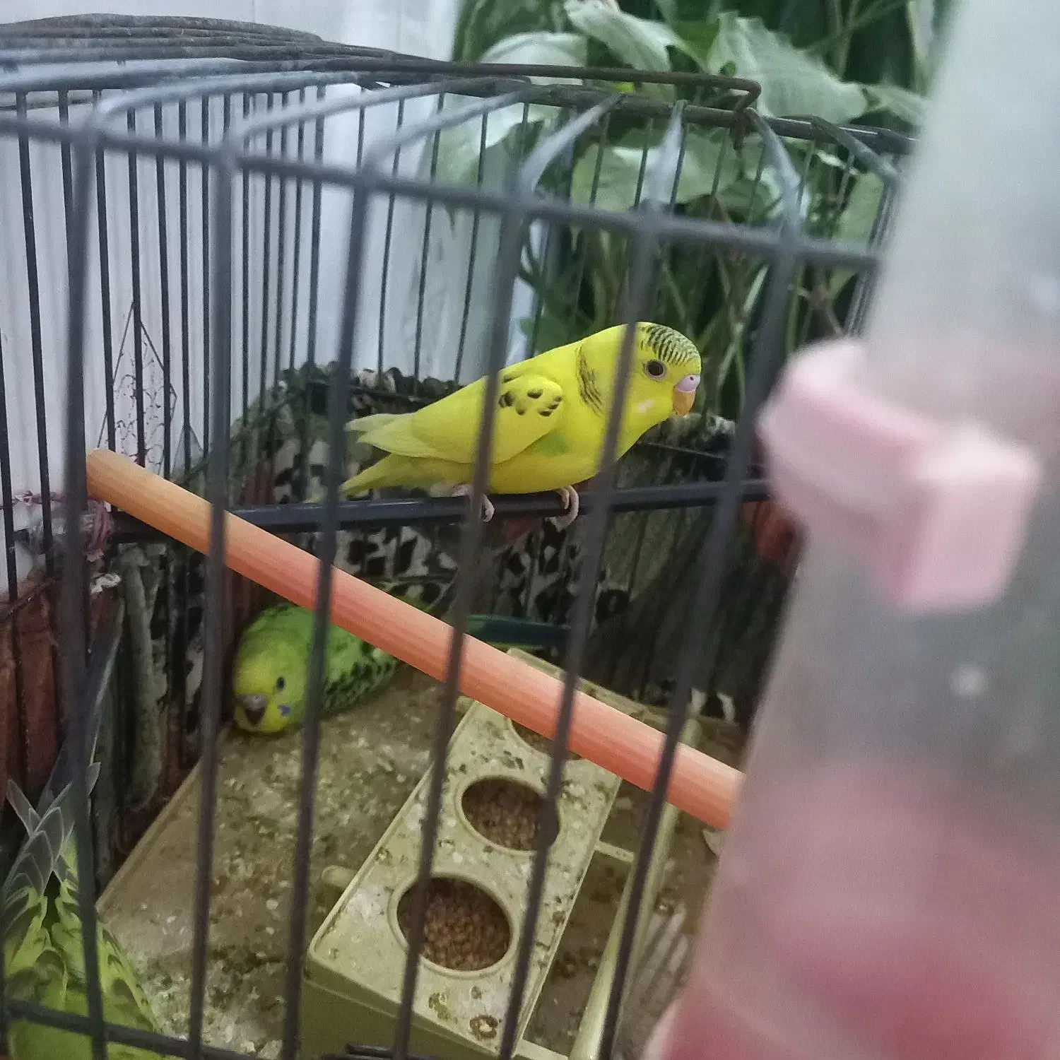 مرغ عشق|پرنده|محمدشهر, محمدشهر|دیوار