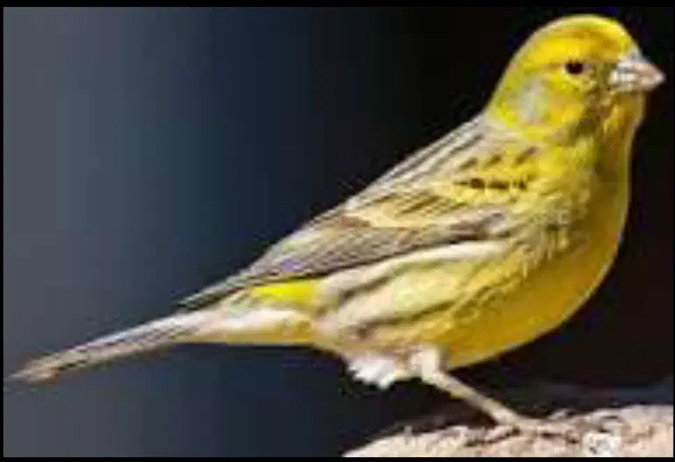 قناری ماده اسینم|پرنده|مریوان, |دیوار