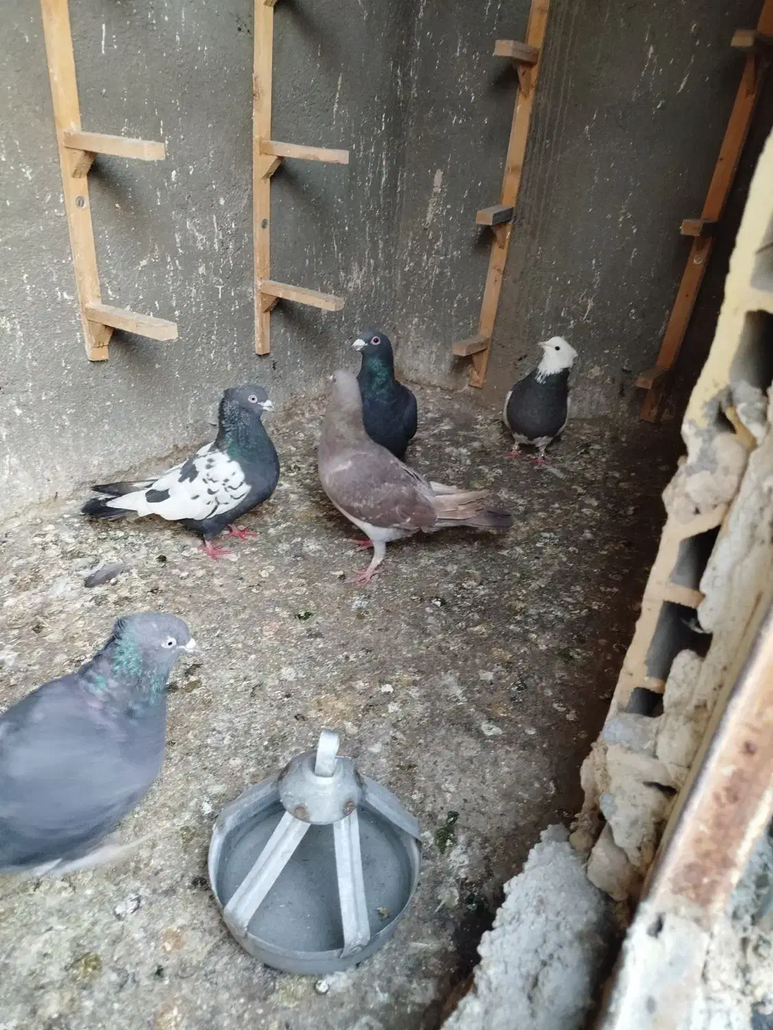 کفتر|پرنده|مشهد, ابوذر|دیوار