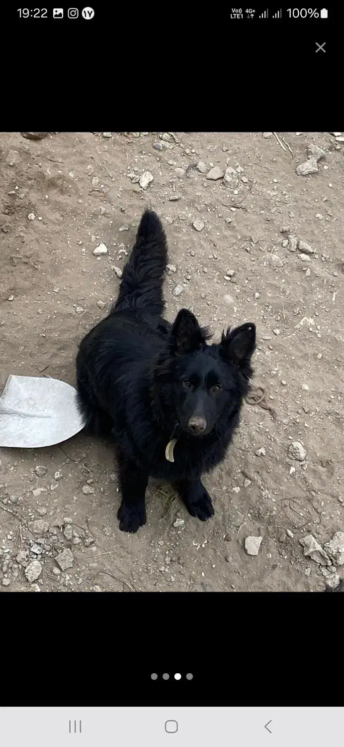 ژرمن بلک ماده|سگ|مینودشت, |دیوار