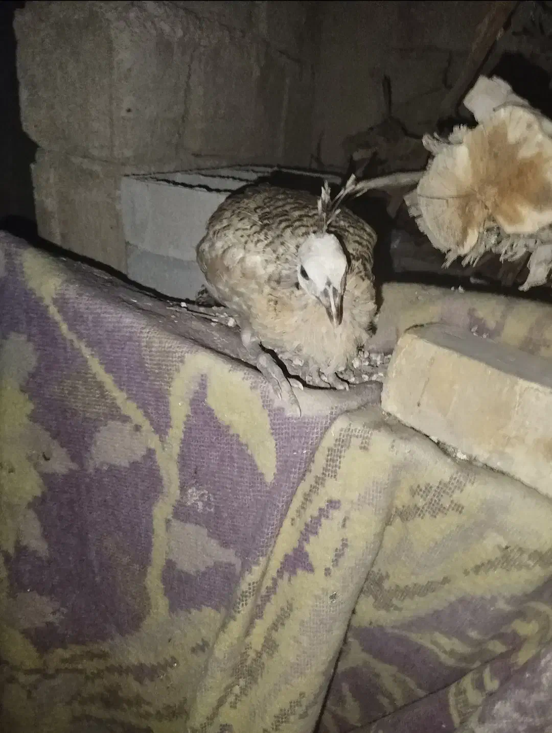 فروش یک عدد جوجه طاووس|حیوانات مزرعه|قیروکارزین, |دیوار