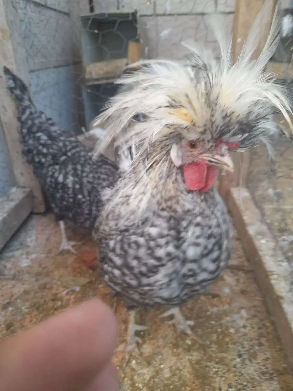 سلام  ۲عدد مرغ و خروس فروشی|حیوانات مزرعه|لنجان, |دیوار