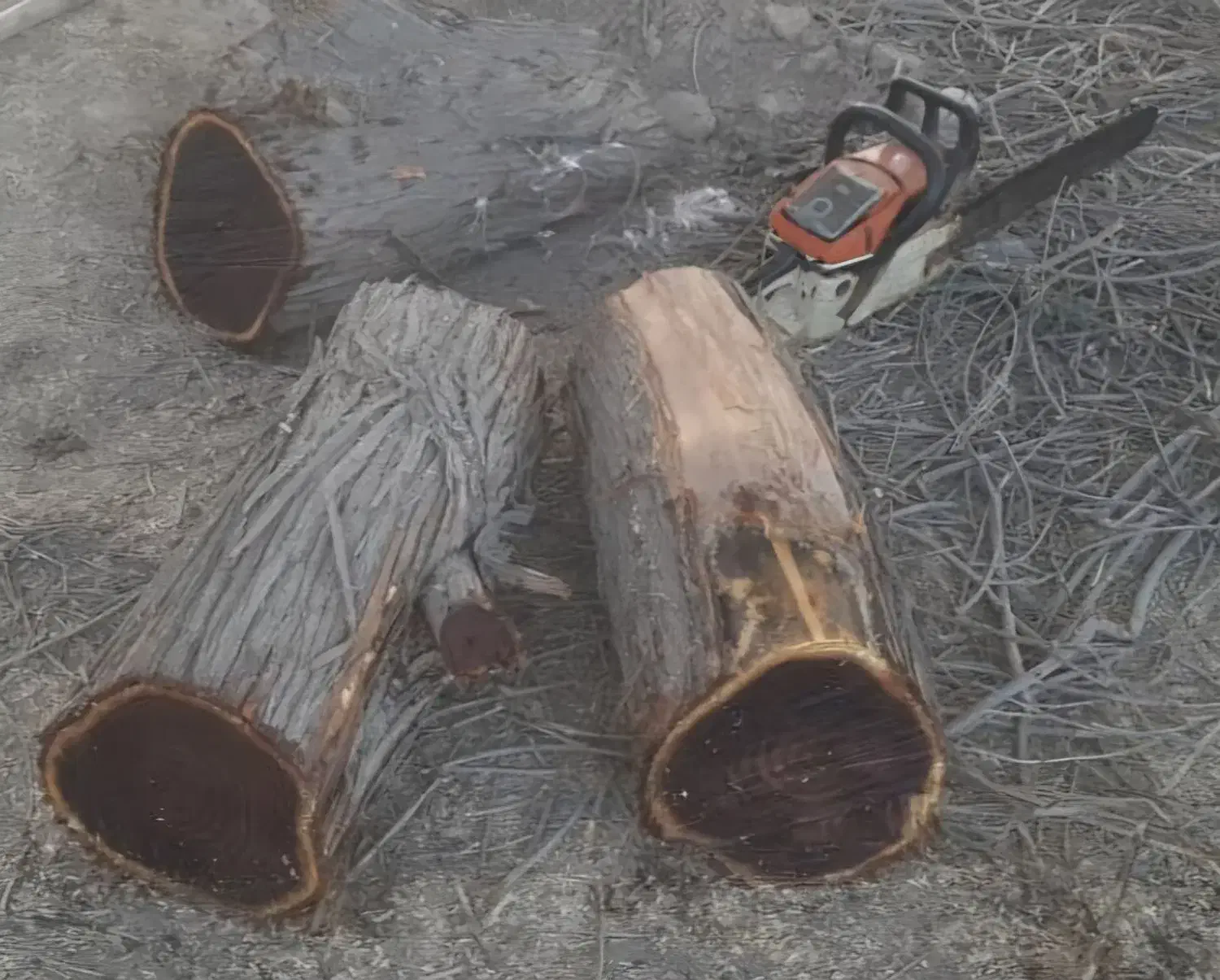 چوب کهور و ریشه کهور|صنایع دستی و سایر لوازم تزئینی|اهواز, کوروش|دیوار