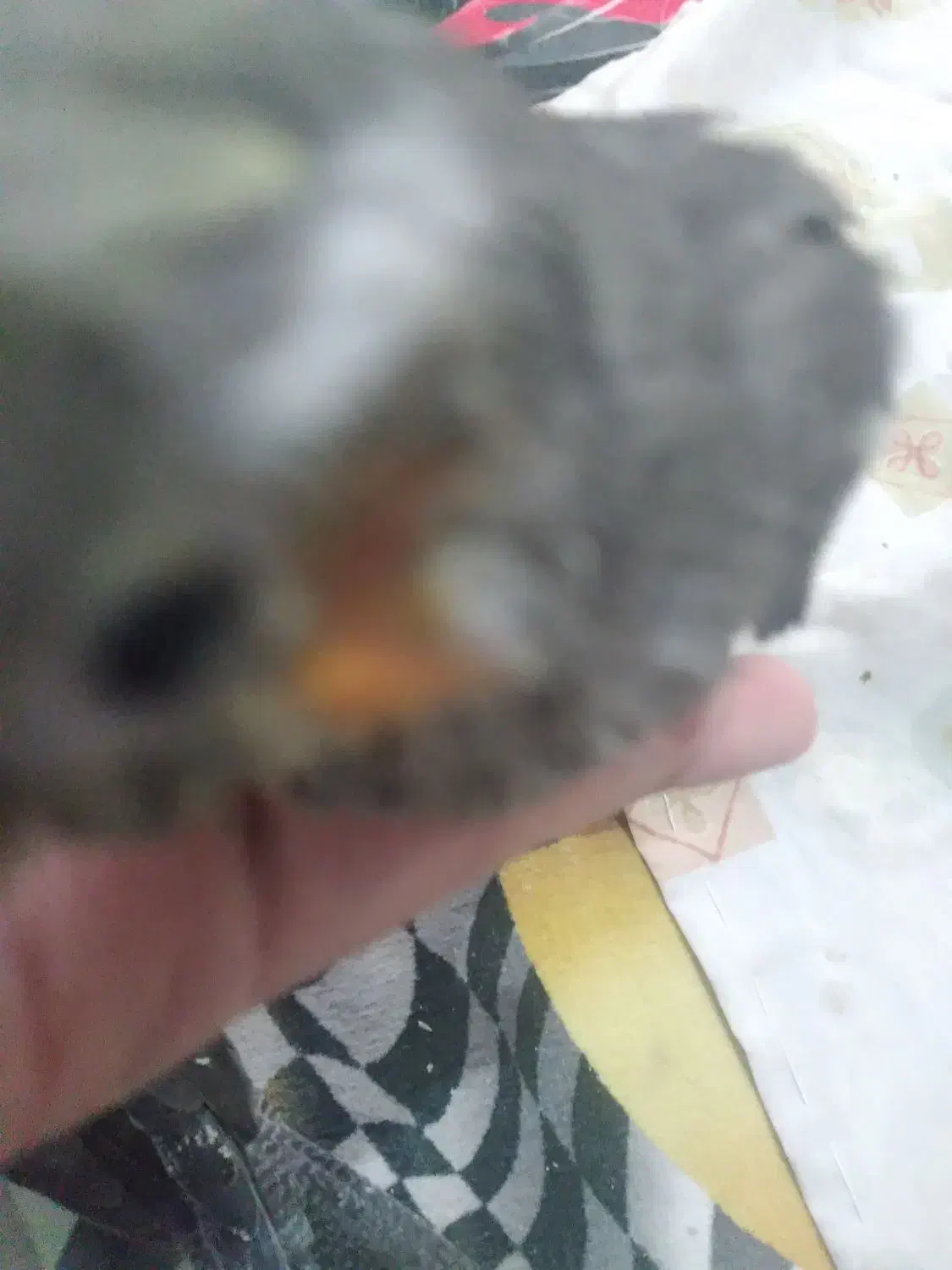 جوجه   عروس   هلندی  سرلایک|پرنده|کرج, حیدرآباد|دیوار