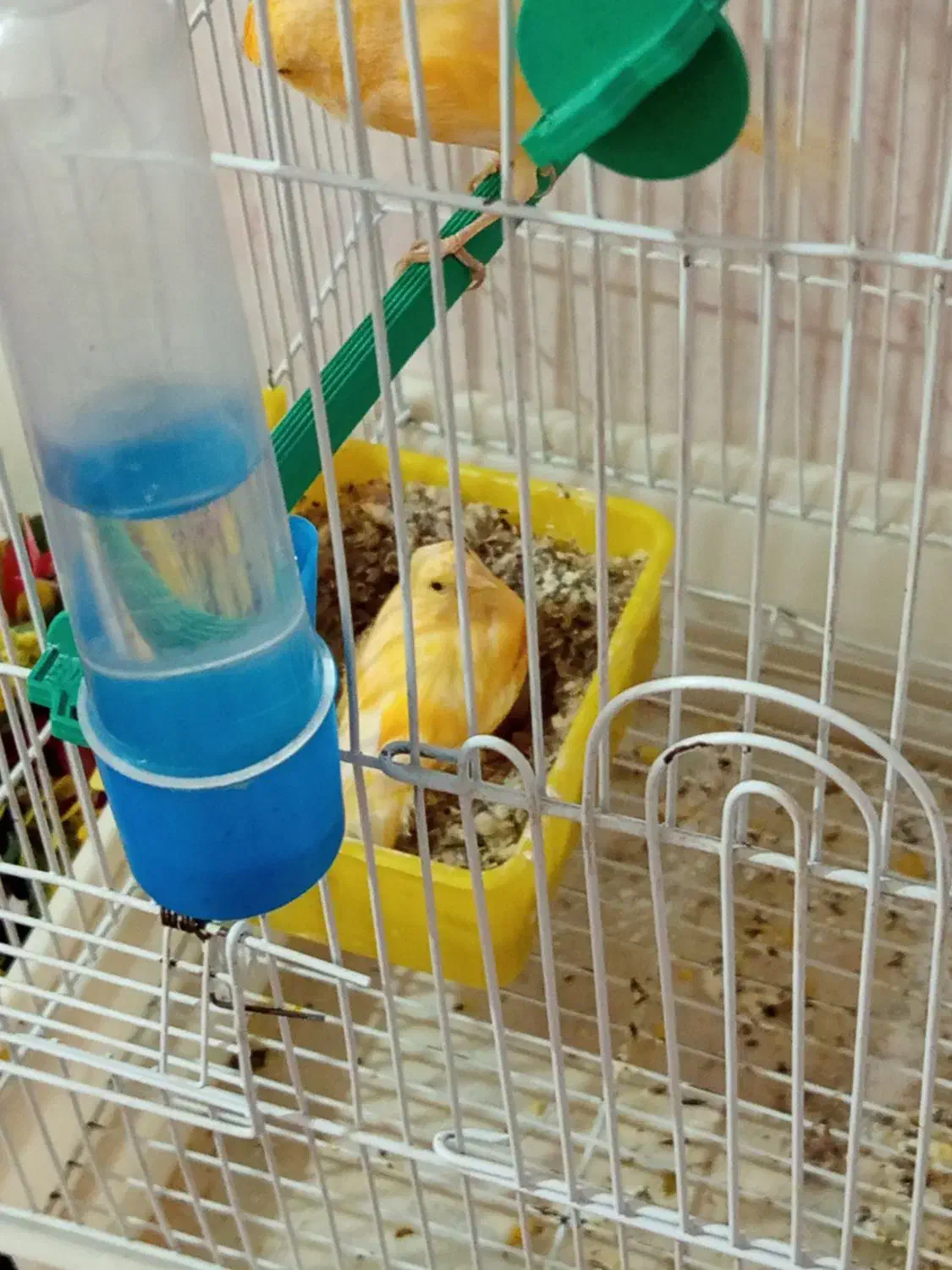 قناری|پرنده|یاسوج, |دیوار