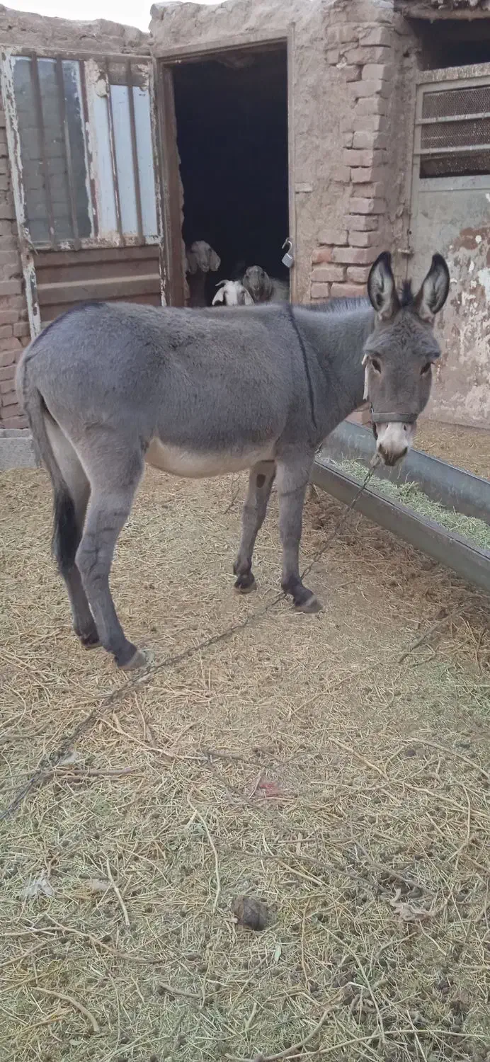 الاغ ماده|حیوانات مزرعه|کرمان, |دیوار