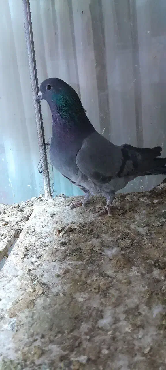 کبوتر ماده فیروزه شیرین پر|پرنده|اصفهان, پوریای ولی|دیوار