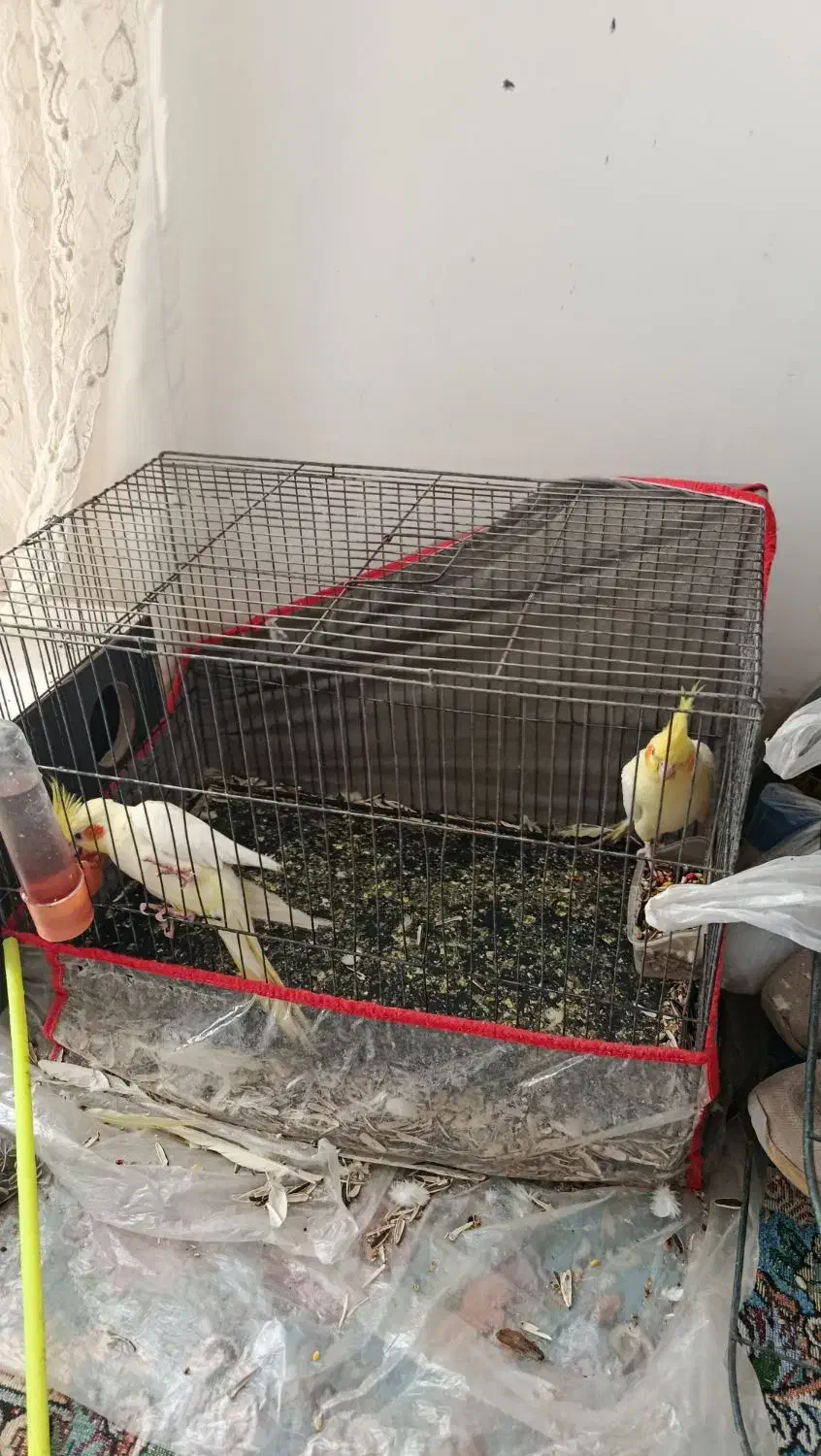 عروس هلندی|پرنده|گنبکی, |دیوار