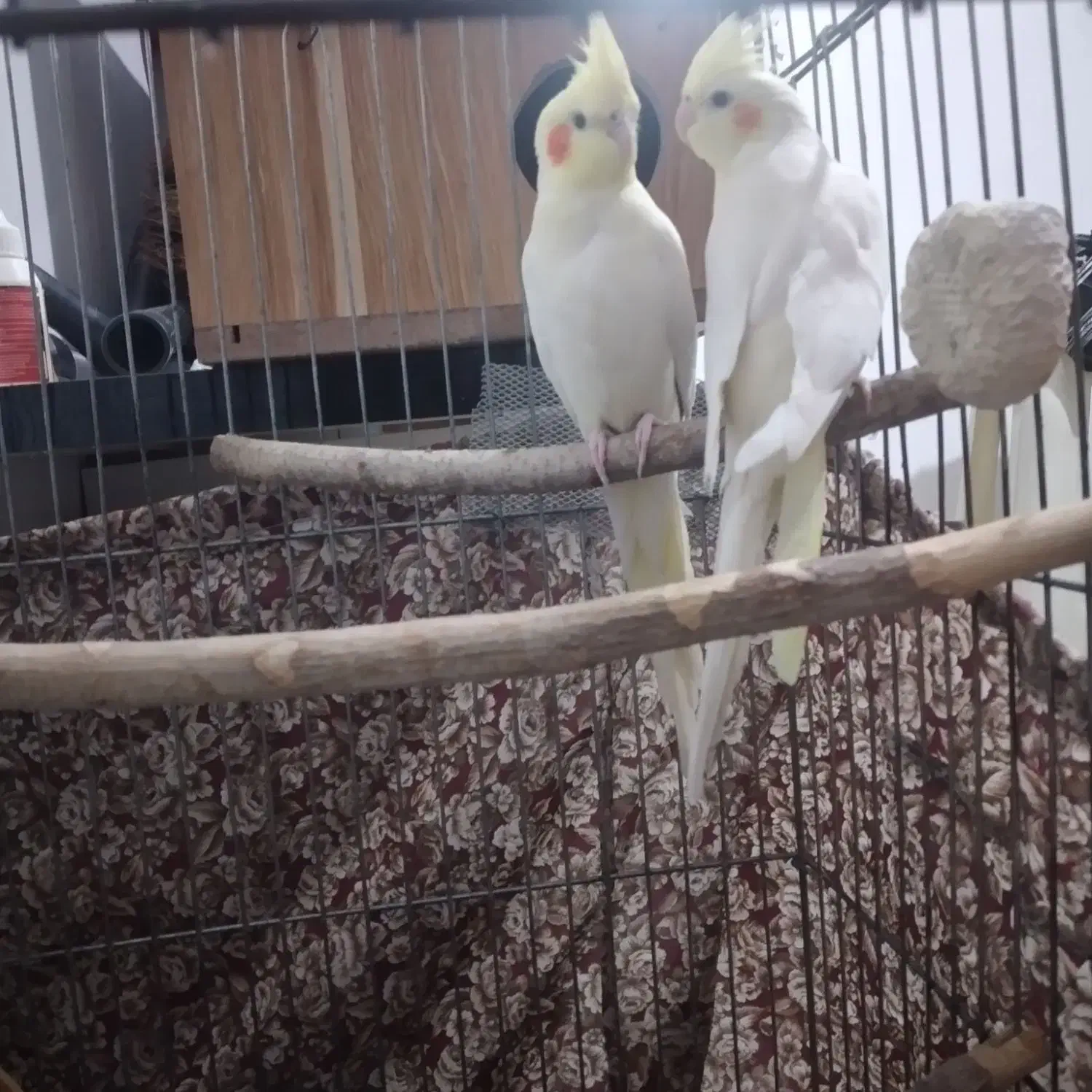 عروس هلندی لوتینو|پرنده|همدان, |دیوار