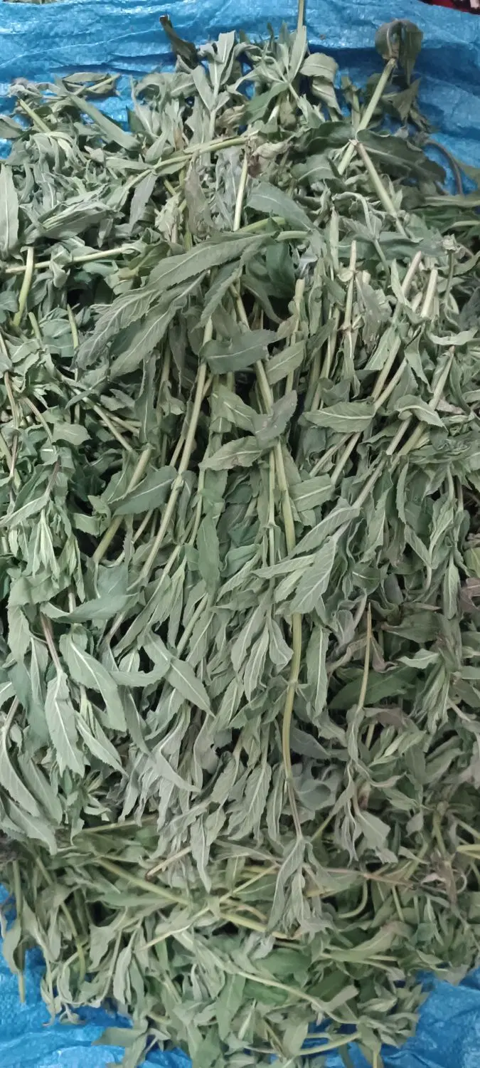 پونه|خوردنی و آشامیدنی|الیگودرز, |دیوار