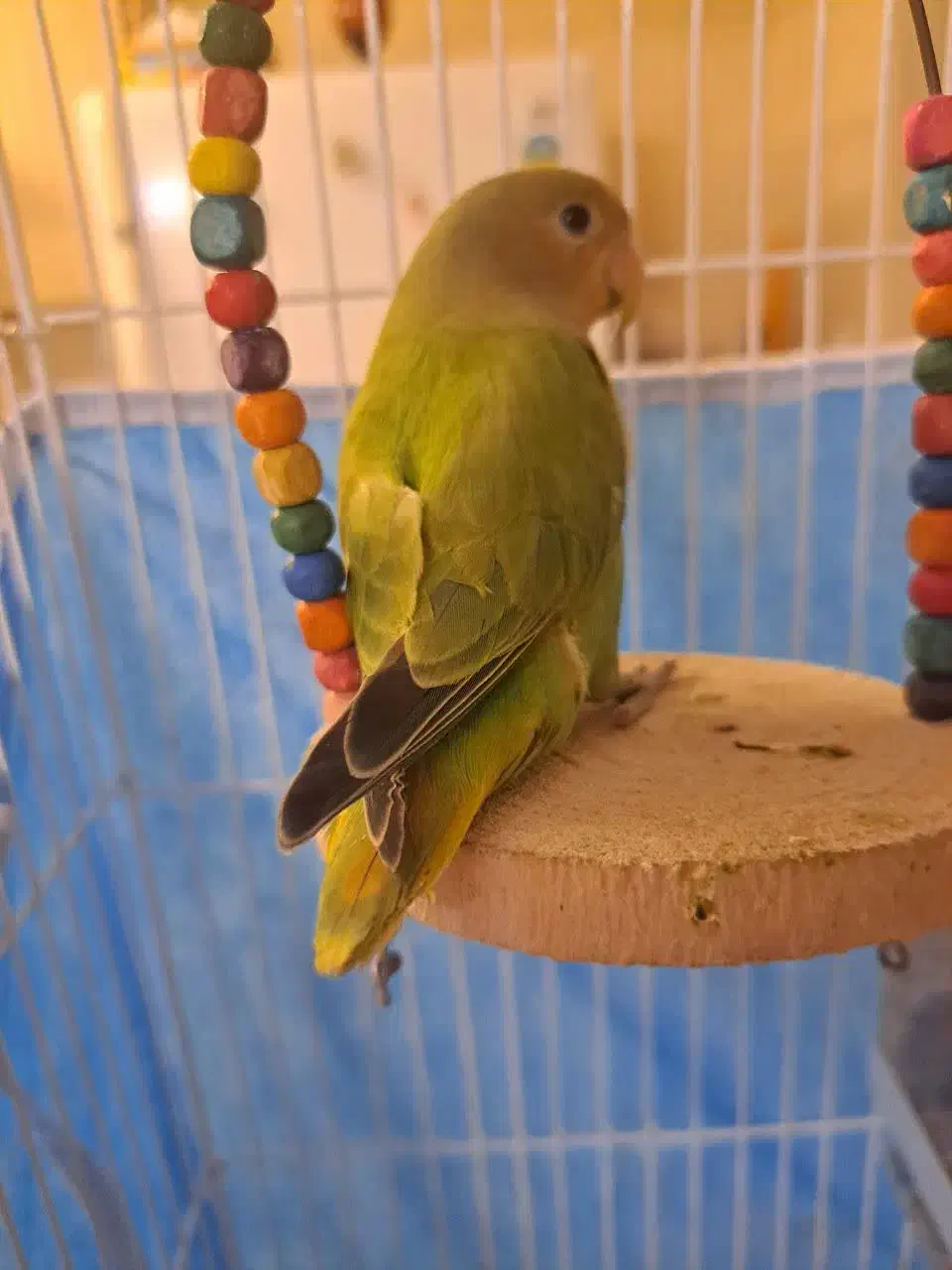 جوجه طوطی برزیلی دوماهه|پرنده|شهریار, شهرک شاهد|دیوار