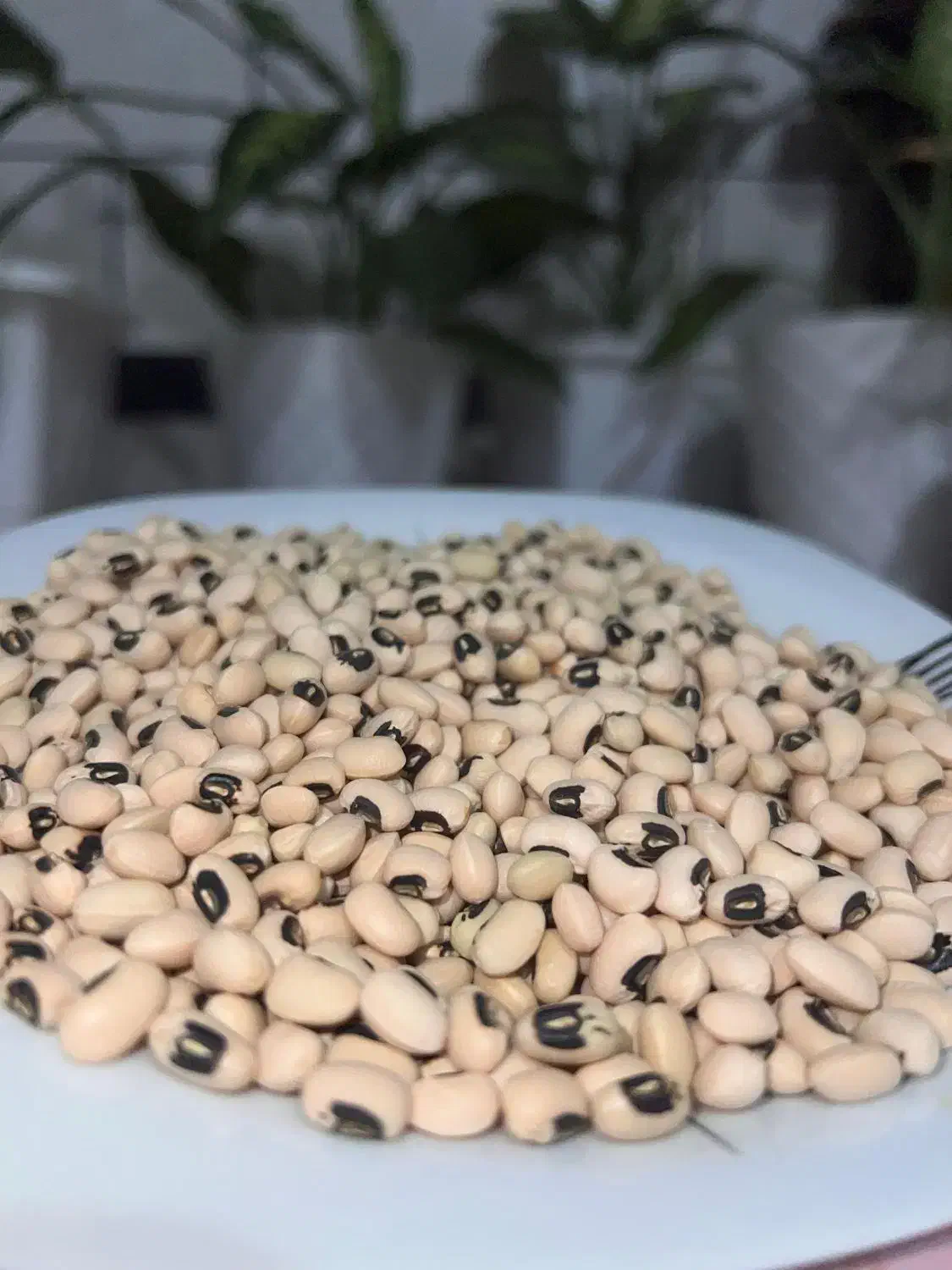 لوبیا چش بلبلی محلی|خوردنی و آشامیدنی|رستم, |دیوار