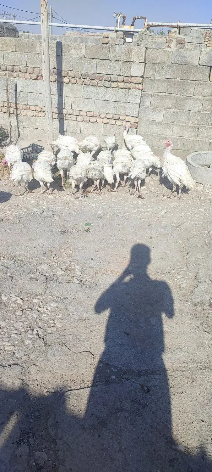 بوقلمون نر درجه ۱|حیوانات مزرعه|کرمانشاه, |دیوار