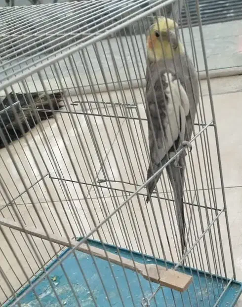 دو تا عروس نر مست|پرنده|شاهین‌شهر, سعدی شمالی|دیوار