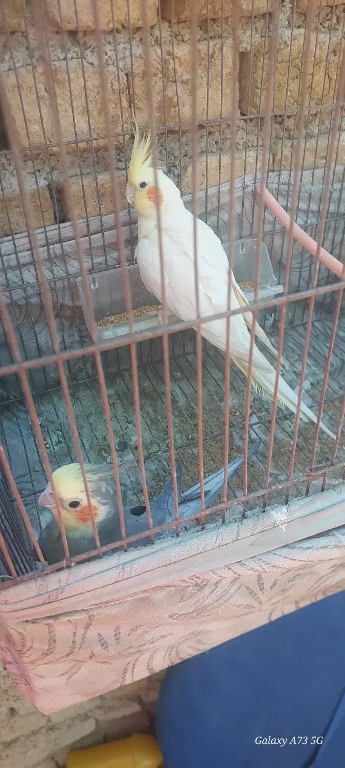 عروس هلندی|پرنده|شیروان (خراسان), |دیوار