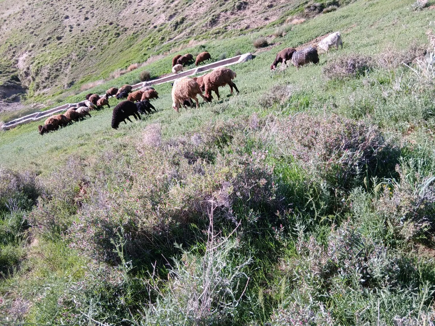 ۷۵۰۰۰۰۰۰|حیوانات مزرعه|افشار, |دیوار