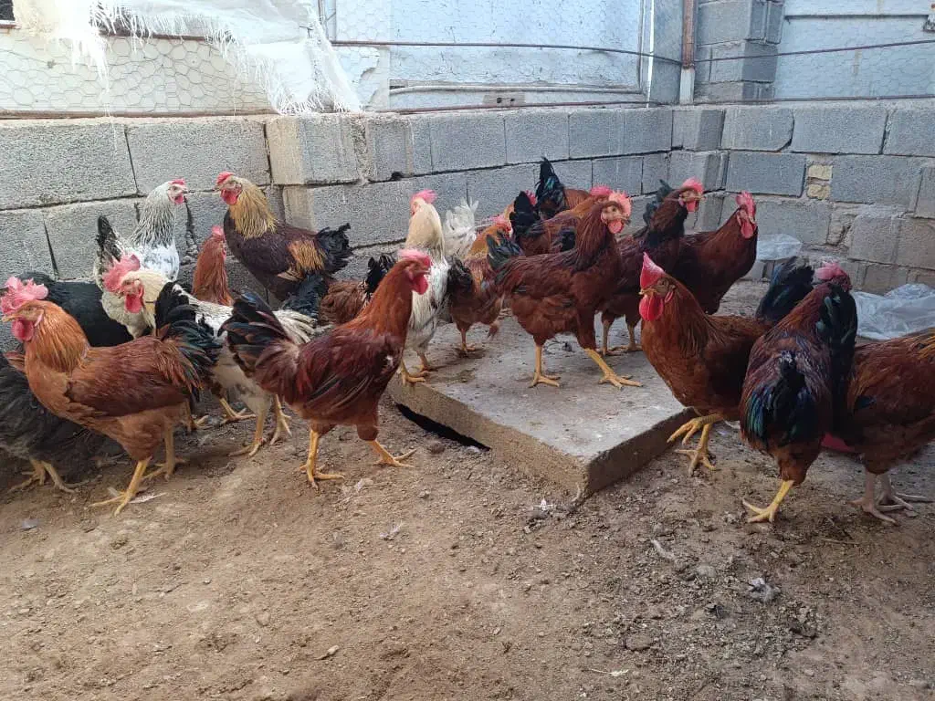 فروش خروس محلی|حیوانات مزرعه|خفر, |دیوار