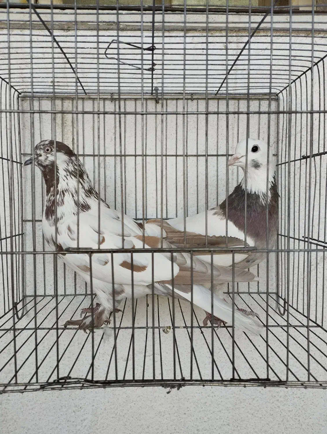 کبوتر|پرنده|فولادشهر, B1|دیوار