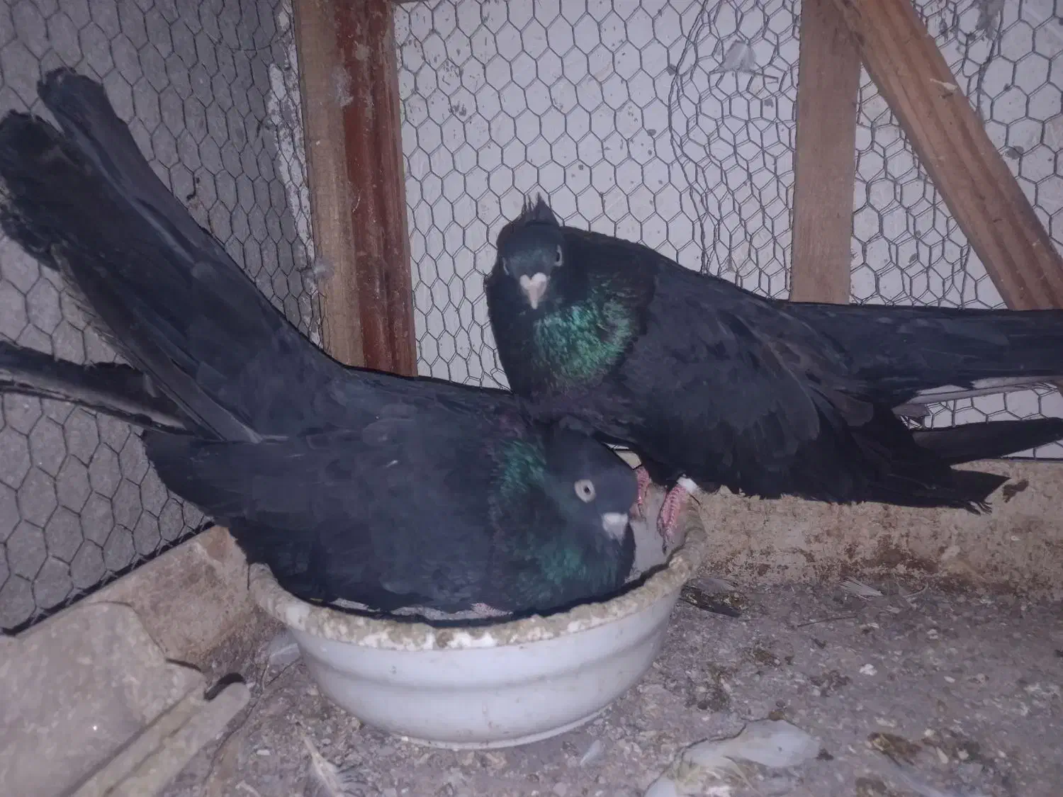 کبوتر ذاغ کلاه دار|پرنده|قائمشهر, |دیوار