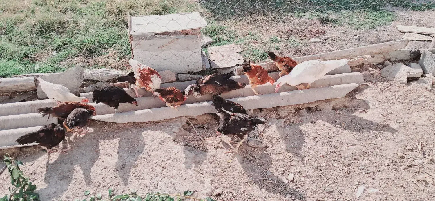 مرغ و خروس(جوجه)|حیوانات مزرعه|گمیشان, |دیوار