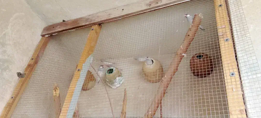 فنچ|پرنده|بوشهر, |دیوار