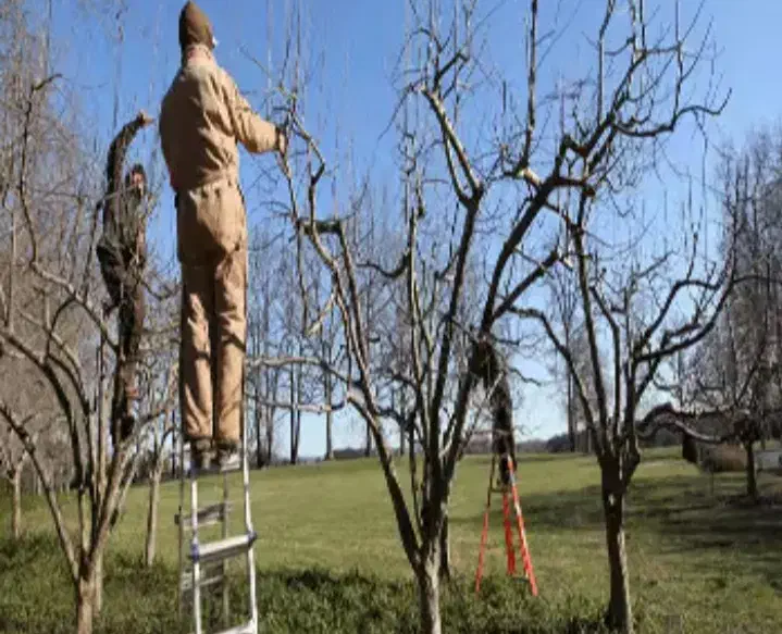 هرس کاری و سم پاشی باغ ومنازل|خدمات باغبانی و درختکاری|صباشهر, |دیوار