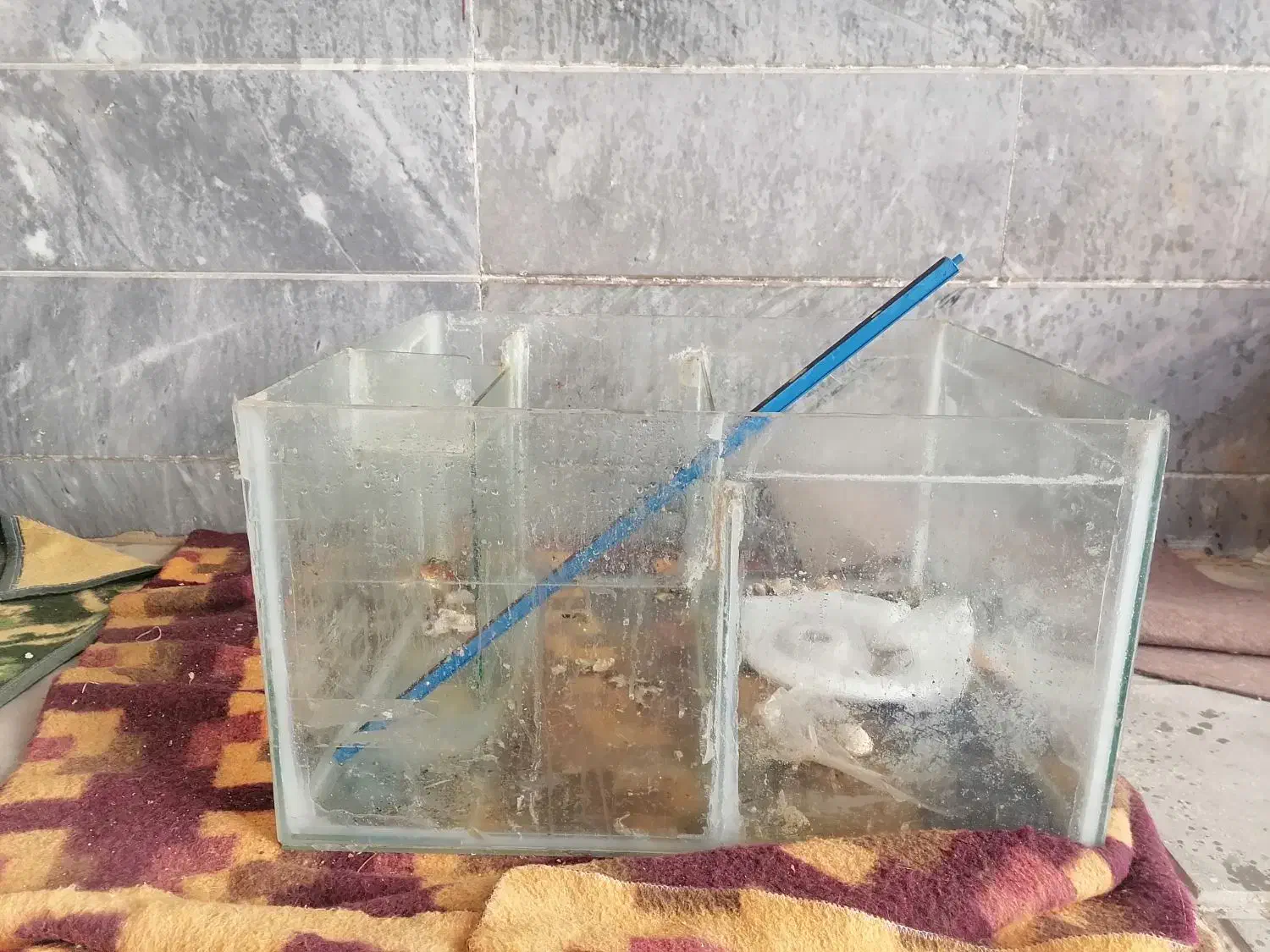 آکواریوم بزرگ با شیشه 10 میل|ماهی|قم, باجک دو|دیوار