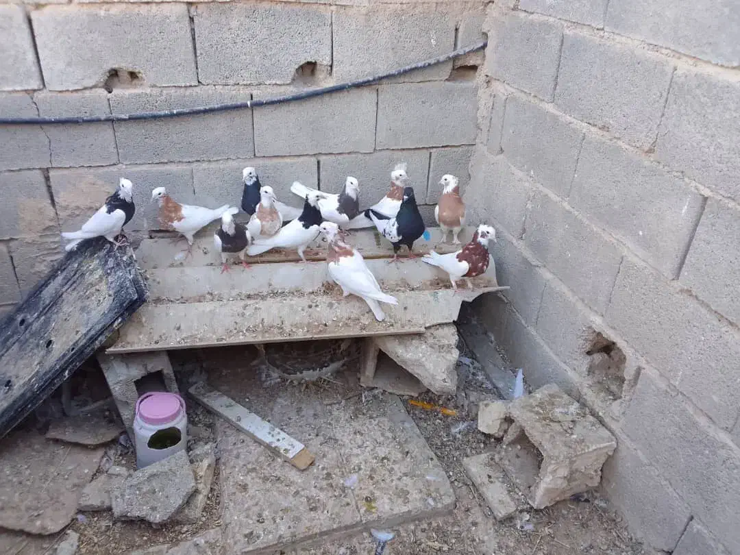 12عدد کبوتر رنگی|پرنده|جهرم, |دیوار