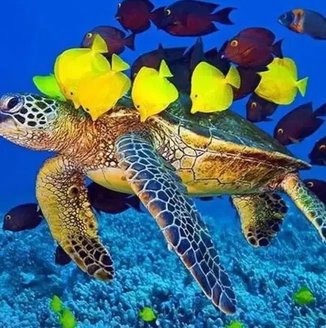 کیش و قشم تفریح و خرید ارزان* مشهد* زیارت|تور و چارتر|اصفهان, خواجو|دیوار