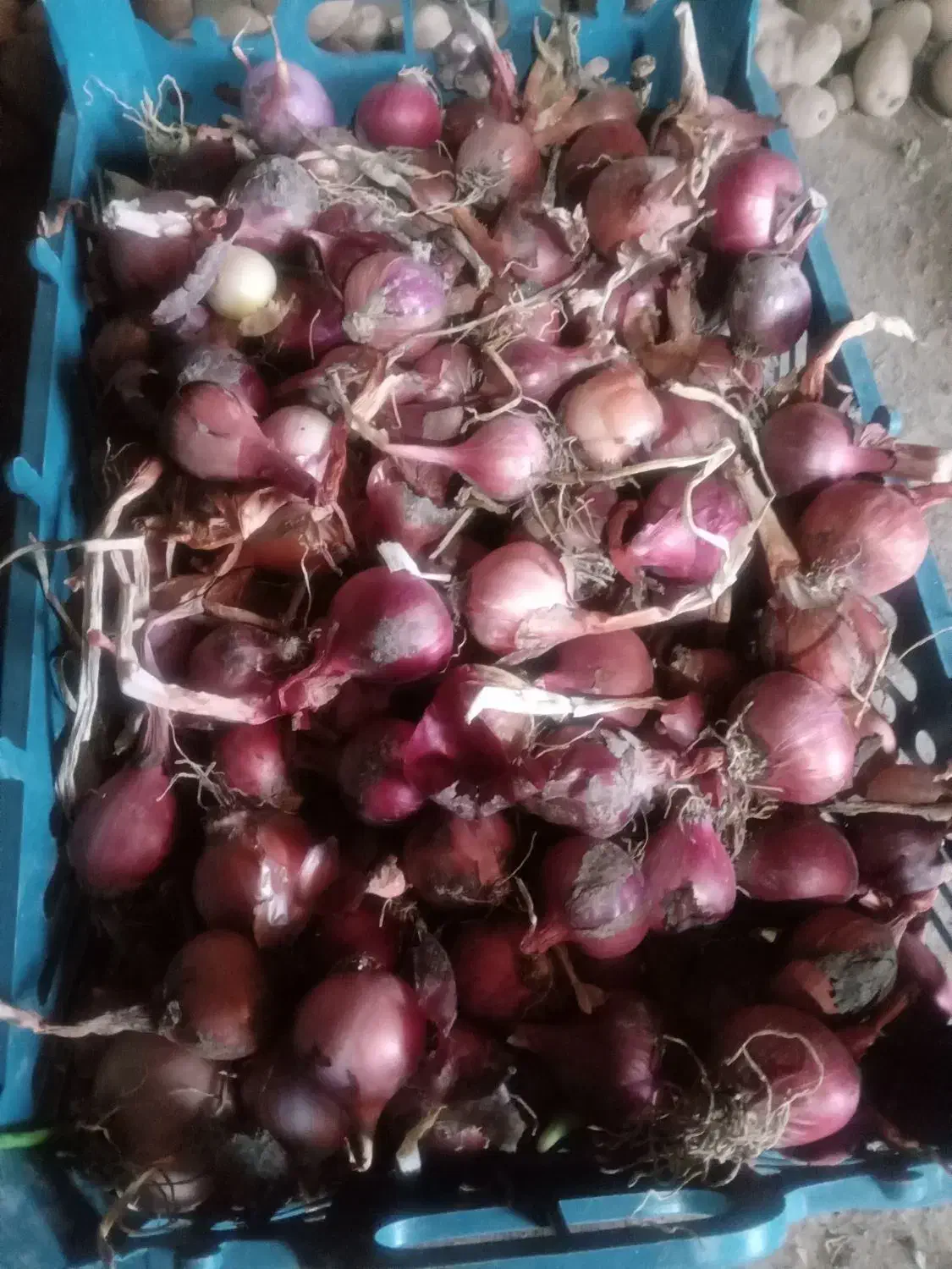 پیاز تازه امسال ۲۰ کیلو و پیاز ترشی و سیر محلی|خوردنی و آشامیدنی|خوی, |دیوار