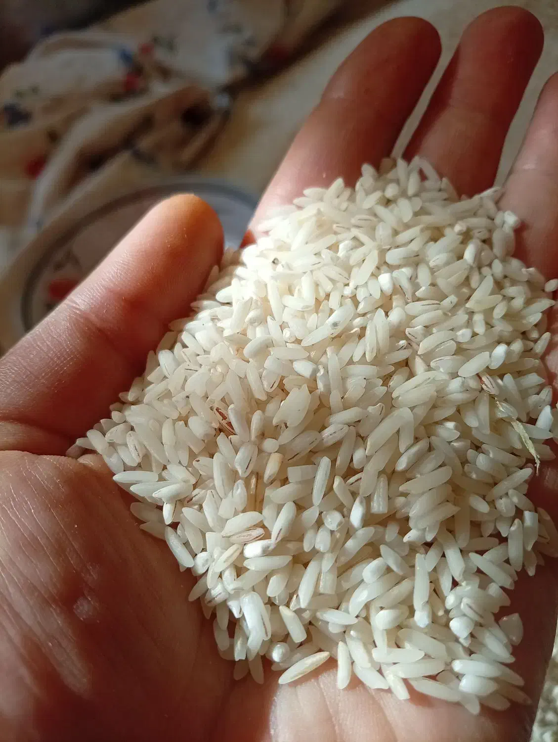 برنج هاشمی سرلاشه|خوردنی و آشامیدنی|رشت, شهریاران|دیوار