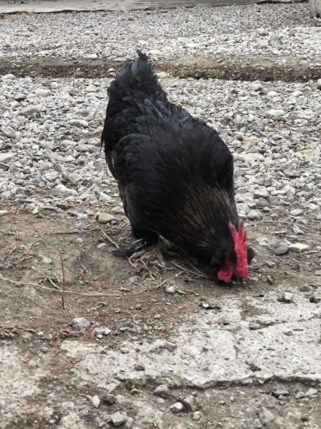 خروس مشکی|حیوانات مزرعه|گرگان, |دیوار