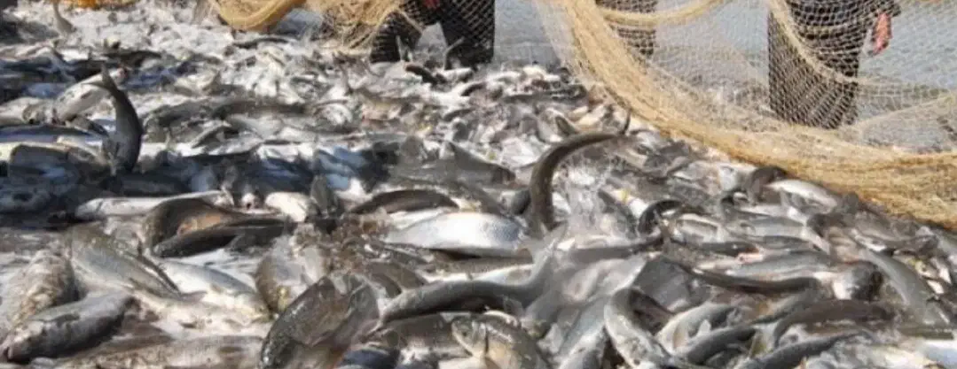 ماهی کپور همه جوره ماهی داریم با بهترین قیمت|ماهی|آفتاب, |دیوار