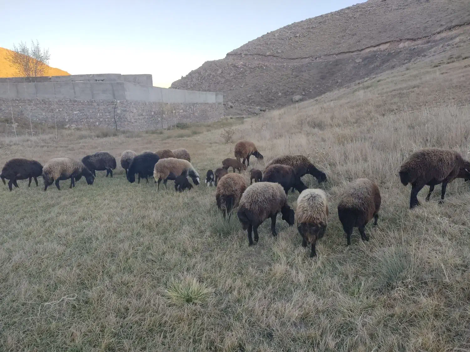 گوسفند دشتی و دامازدیخ|حیوانات مزرعه|سراب, |دیوار