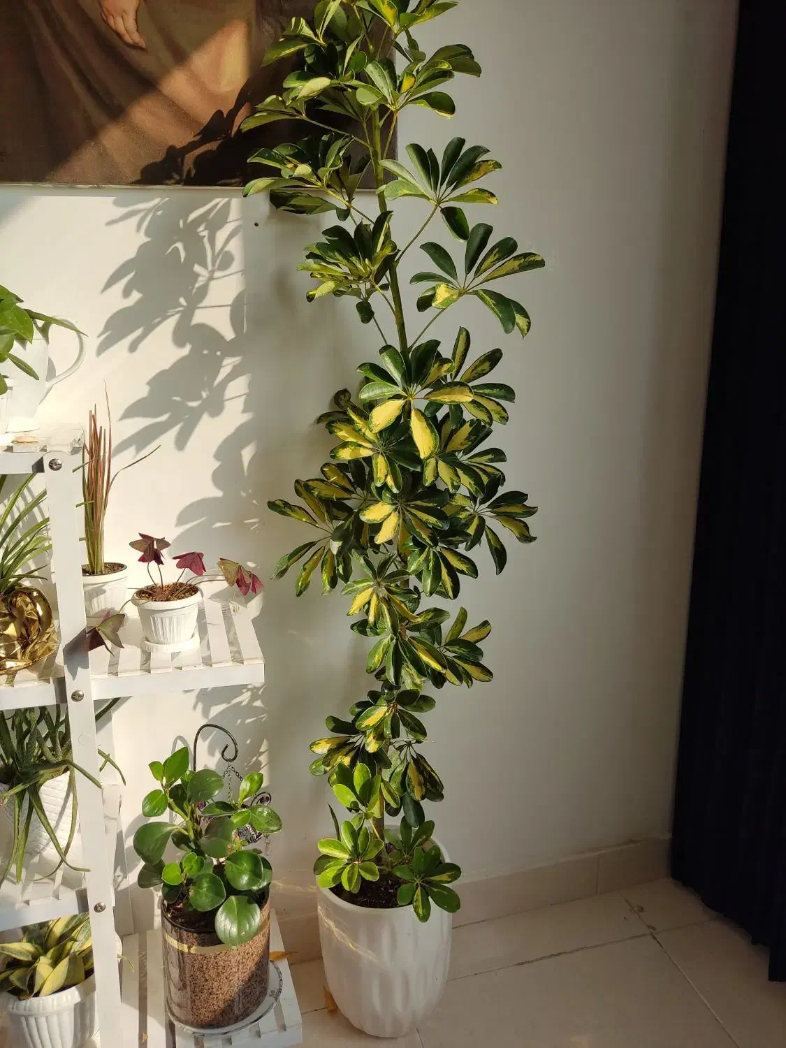 شفلرای ابلق با گلدان سرامیک|گل و گیاه طبیعی|ارومیه, |دیوار