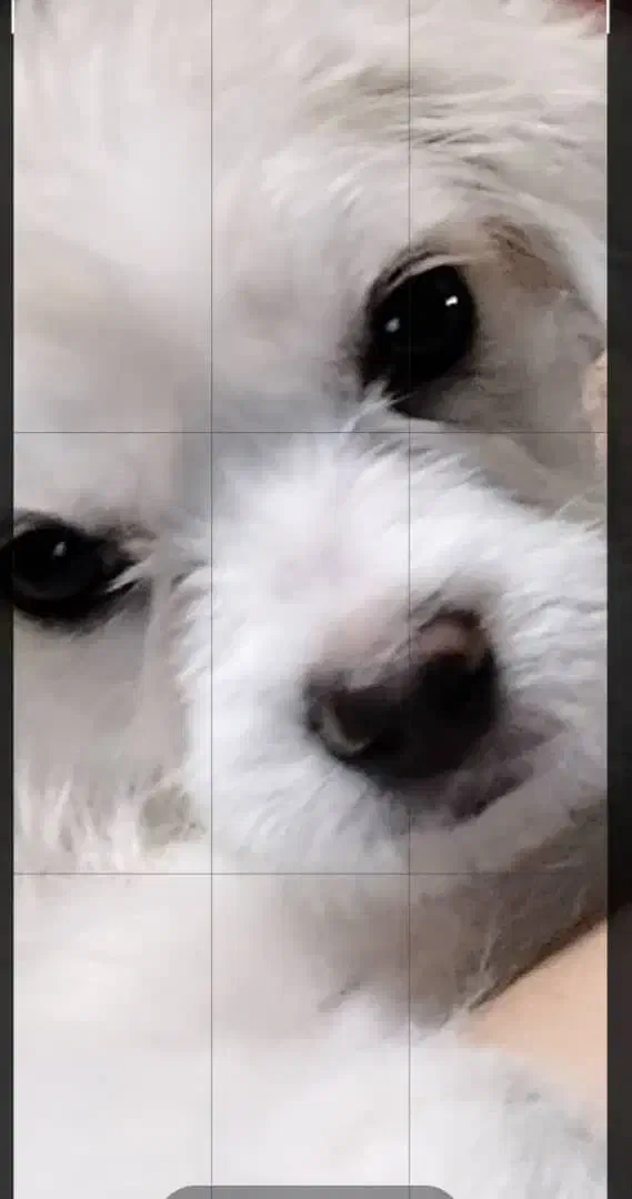 لباس|سگ|تهران, نارمک|دیوار